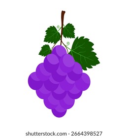 Grape bunch vector with Green Leaves, Grape fruit icon on white background. Flat vector illustration design