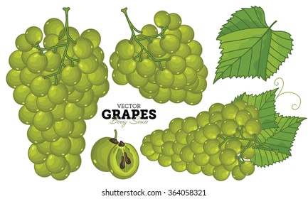 Grape bunch vector isolated on white background