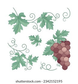 Grape bunch, grape vine and leaves. A hand-drawn vineyard elements vector illustration, captured in an elegant color vintage style. Part of set.