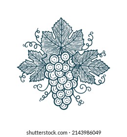 Weinbunch Vintage Stil Vektorgrafik. Handzeichnung von Reben und Reben. Teil des Sets.