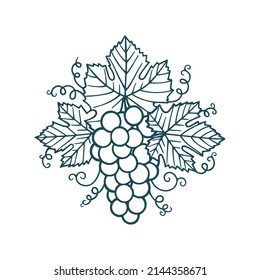 Grape bunch vintage style vector illustration. Grape and vine hand drawing. Part of set.