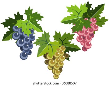 Grape bunches with leaves