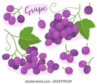 Grape. Grape bunches with leaves, grape berries. Purple wine grape.