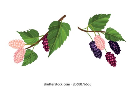 Lotes de uva con hojas puestas. Ramas de uvas frescas sin madurar, ingrediente de vino, viticultura y agricultura ilustración de vectores de productos orgánicos