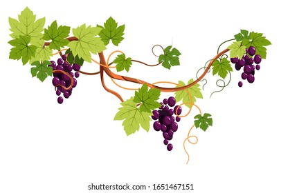 Grape bunches on vine, berries clusters, plantation harvest vector. Vineyard, wine ingredient, viticulture and agriculture decor, winery fruit crop. Organic product, farm plant growing, winemaking