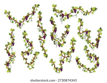 Bando de uva definido. Aglomerado de bagas e folhas. Vinhas de uva, trepadeiras decorativas. Frutos, cultivando alimentos saudáveis isolados sobre fundo branco