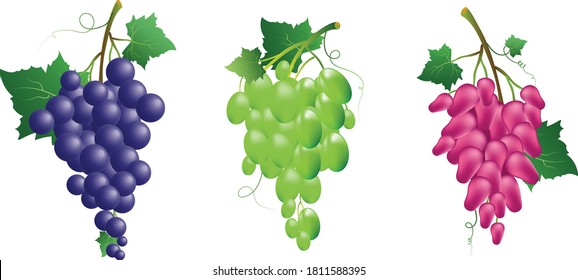 Grape bunches - a set of three different grape varieties of different colors. Vector illustration for design.