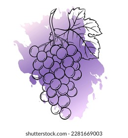 Grape bunches sketch vector illustration on watercolor spot on white background.