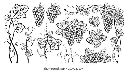 Grape bunches vine and leaves ink sketch set. Vintage hand drawn outline wine grapes. Antique engraving design berry. Sketches for wine packing, label, pattern, menu, invitation card, poster, cover