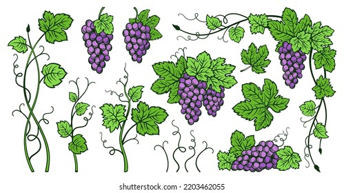 Grape bunches vine and leaves vintage set. Sketch ink hand drawn outline wine grapes. Antique engraving design berry. Sketches for wine packing, label, pattern, menu, invitation card, poster, cover