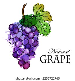 Grape bunches watercolor sketch vector illustration on white background.