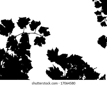 A lot of grape bunch.Vector floral background.See similar pictures in my portfolio.