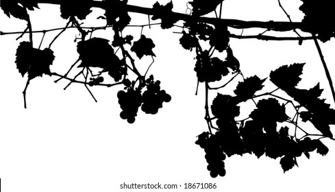 Grape bunch.Vector floral background.See similar pictures in my portfolio.