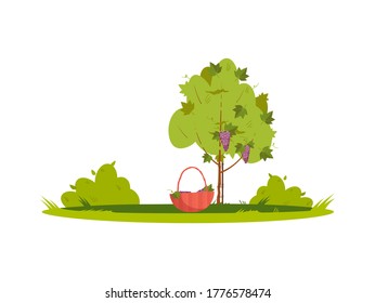 Ilustración del vector de color RGB semiplana del arbusto de uva. Cría de jabón en el jardín de la bodega. Casket para recolectar cosecha estacional. Vineyard planta cultivada objeto de dibujos animados aislados sobre fondo blanco