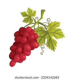 Traubentrester oder Bunch mit Leaf als georgisches Kultursymbol und Country Attribute Vektor Illustration
