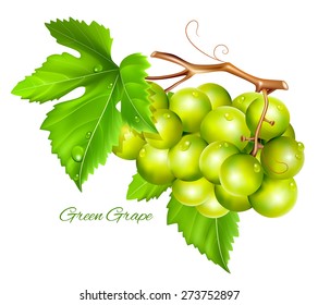 Grape cluster with green leaves. Vector illustration.