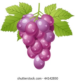 Grape cluster isolated on white - vector illustration