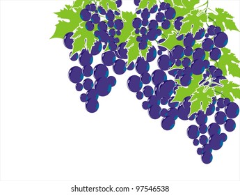 grape cluster isolated on white - vector illustration