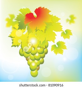 Grape Cluster on Bokeh Background