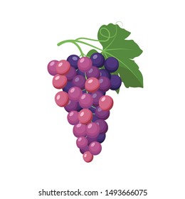 Grape cluster vector illustration in flat design isolated on white background.