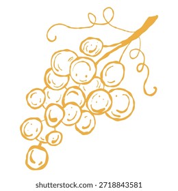 Agrupamento de uva, ilustração de fruta da adega. Cacho de uva de vinha amarela, vetor. Uvas na vinha, comida e vinho gráfico