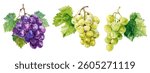 Grape clusters: two golden-yellow and one vibrant purple, isolated on white. Vector illustration in watercolor style. Ripe grapes with green leaves. Blue and green grape clusters.