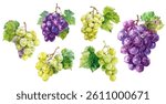 Grape clusters: two golden-yellow and one vibrant purple, isolated on white. Vector illustration in watercolor style. Ripe grapes with green leaves. Blue and green grape clusters.