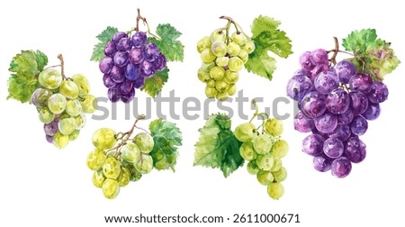 Grape clusters: two golden-yellow and one vibrant purple, isolated on white. Vector illustration in watercolor style. Ripe grapes with green leaves. Blue and green grape clusters.