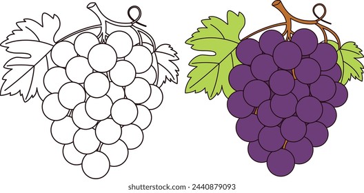 Grape Coloring Page Vector Illustration