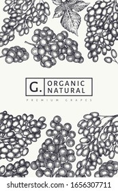 Plantilla de diseño de uva. Ilustración de bayas de uva vectorial dibujada a mano. Banner botánico vintage grabado.