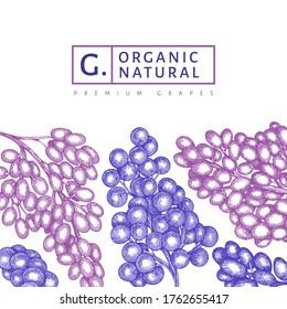 Grape design template. Hand drawn vector grape berry illustration. Engraved style retro botanical banner.