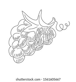 Grape doodle vector illustration isolated on white background