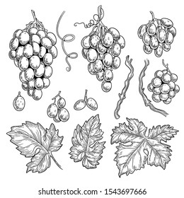 Grape doodle. Wine symbols for restaurant menu graphics engraving grape leaves vector hand drawn collection. Grape vine for vintage restaurant menu illustration