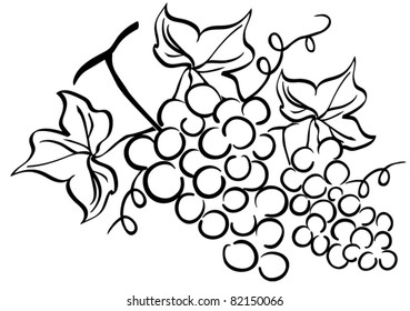 Grape drawing