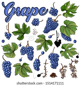 Grape elements set isolated on white and lettering vector illustration.Vector illustration.EPS10