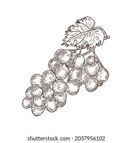 Grape in engraved style isolated on white background. Wine vine close up outline.Vintage hand drawn sketch fruit. Vector illustration design
