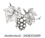 Grape etching. Branch of grapes in engraving style vector illustration
