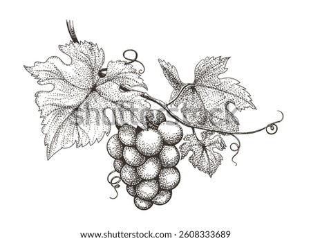 Grape etching. Branch of grapes in engraving style vector illustration