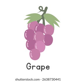 Grape flat vector illustration. Bunch of purple grapes cartoon clipart style isolated on white background. Common fruit concept