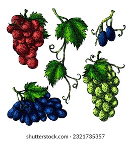 Traubenfutter mit handgezeichnet. grüne Früchte, Rebwein, Rebberry, rotes Lila, Herbsternbasternessensbunch, Vektorgrafik. einzelne Farbgrafik