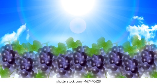 Grape fruit autumn background