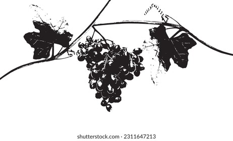 Grape fruit black and white vector illustration.