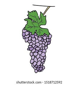 grape fruit doodle hand drawn vector illustration
