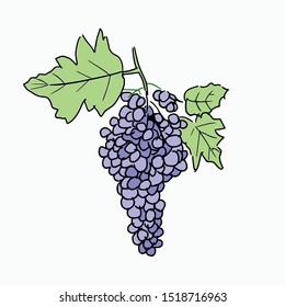 grape fruit doodle hand drawn vector illustration