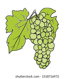 grape fruit doodle hand drawn vector illustration