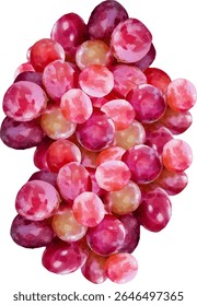 grape fruit fresh and sweet5