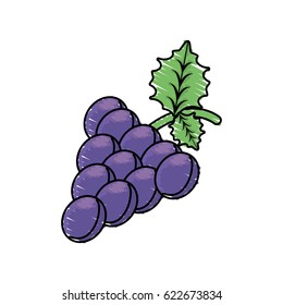 grape fruit harvest fresh