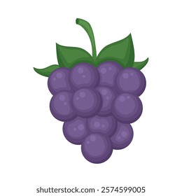 grape fruit icon isolated design