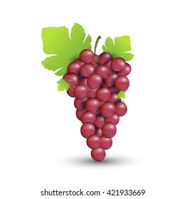 grape fruit isolate on white background (vector eps10)
