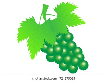 Grape fruit isolated on a white background. Vector illustration.